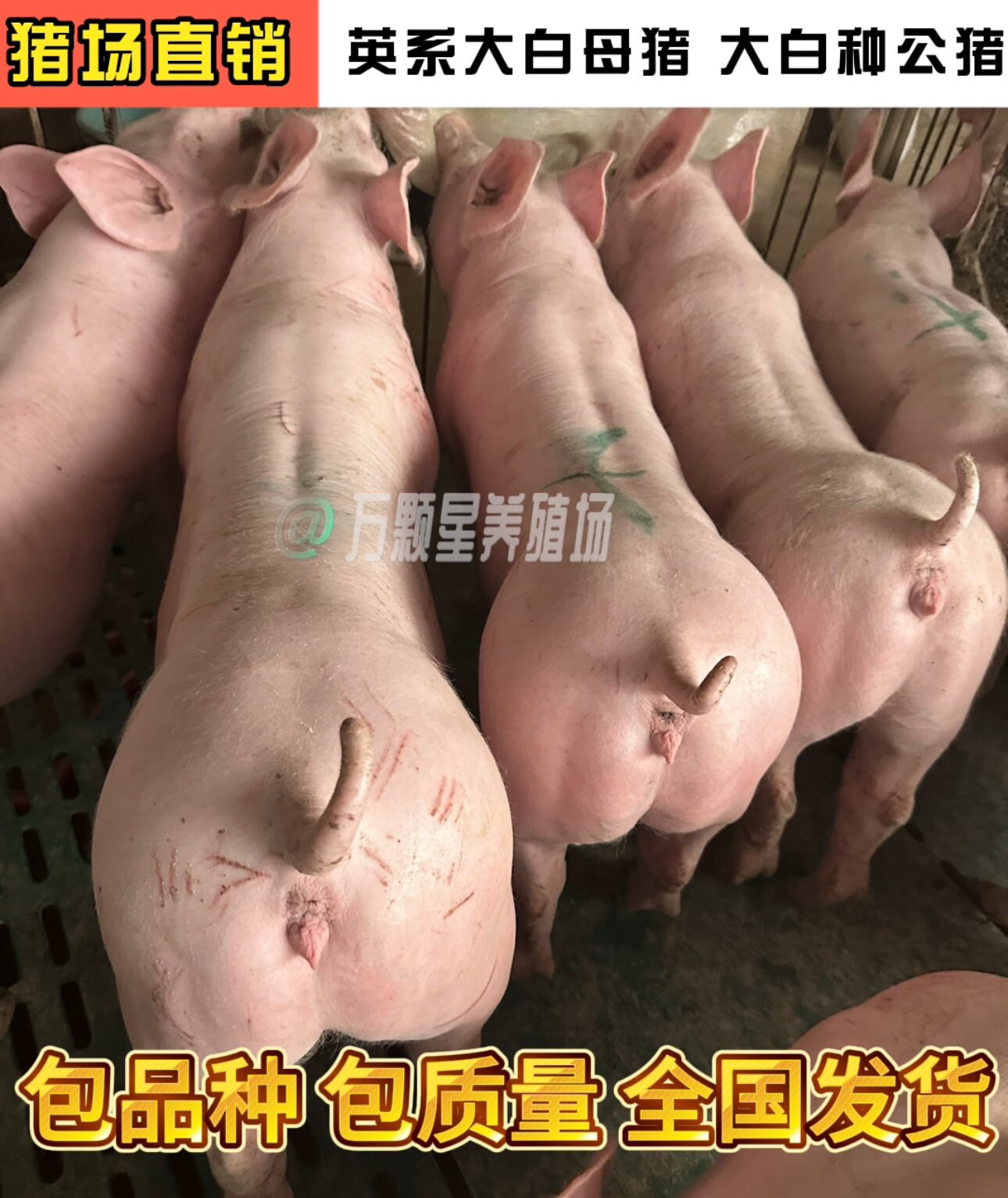 万颗星养殖场
