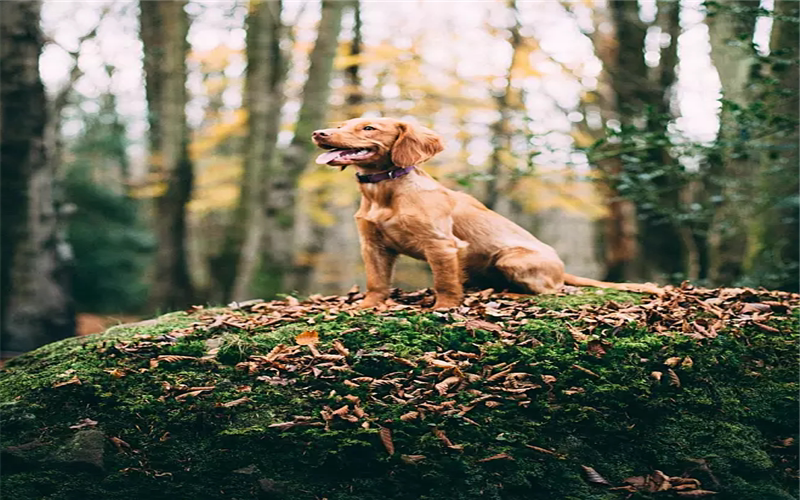 狗狗也有起牀氣 原來狗狗睡眠不足有這些 淘寶海外