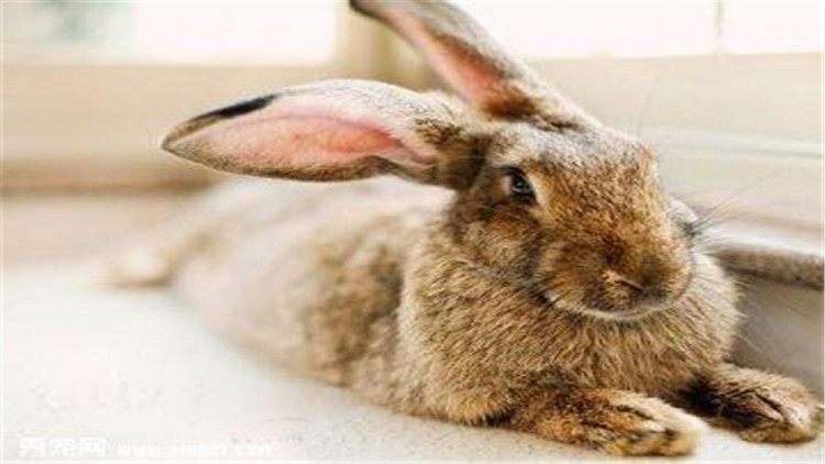 掌握這三點 拉近與波蘭兔的距離 淘寶海外