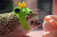 hedgehog/chinchilla/rabbit/guinea pig/hamster pet frog hat ປັບແຕ່ງ