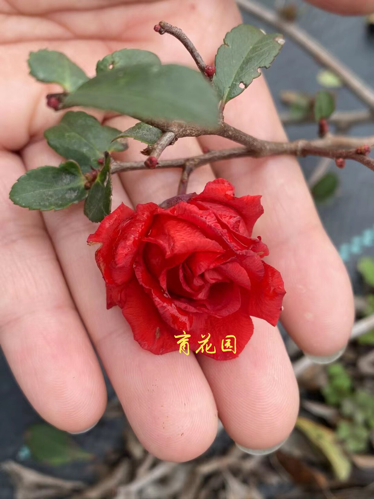 育花园的LOGO