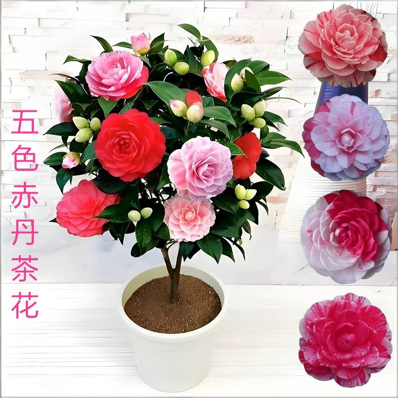 非凡绿植花卉的LOGO