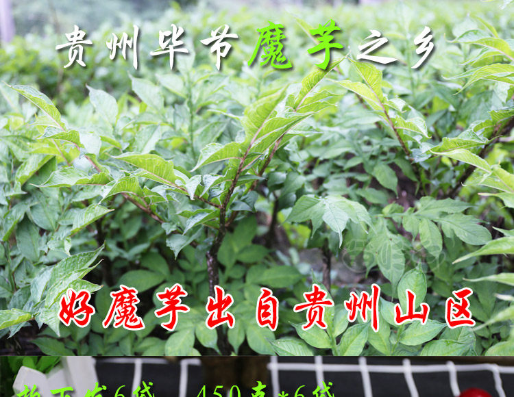 6 сумки волшебных траншей в национальном дне _16.jpg