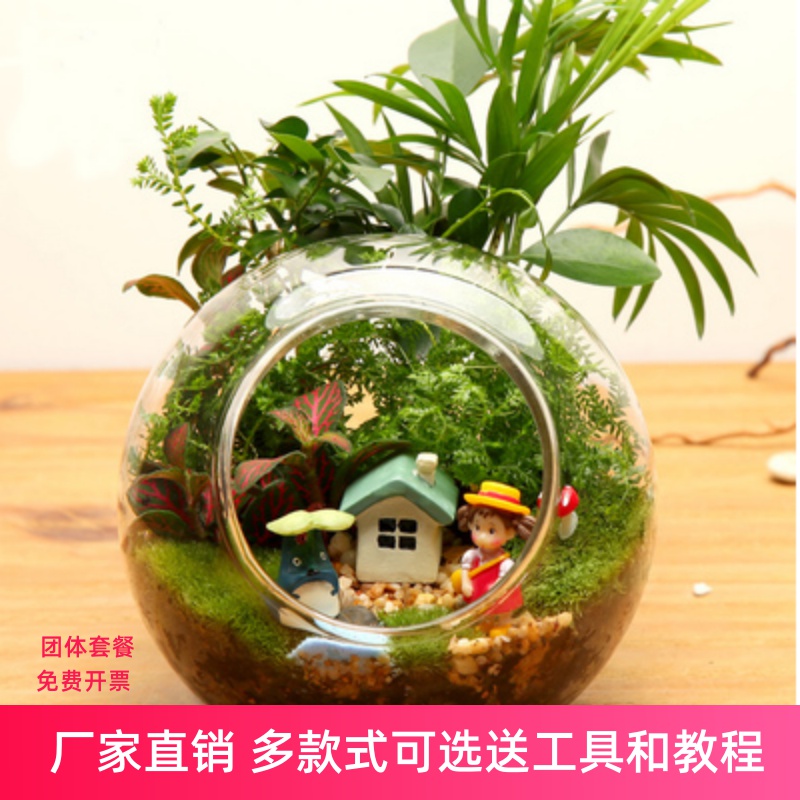 Transparent high borosilicate double oblique glass bottle Creative succulent landscape bottle Micro DIY potted ecological bottle