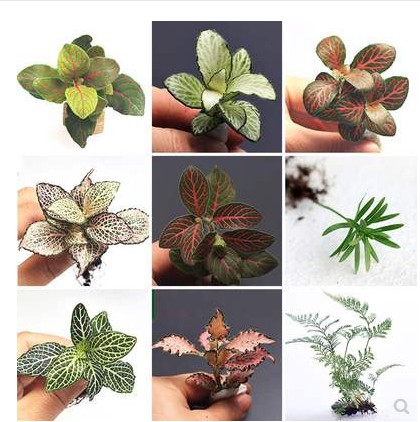 Reticulated grass miniature landscape plants indoor balcony potted plants ecological bottle plants micro landscape plants small potted plants