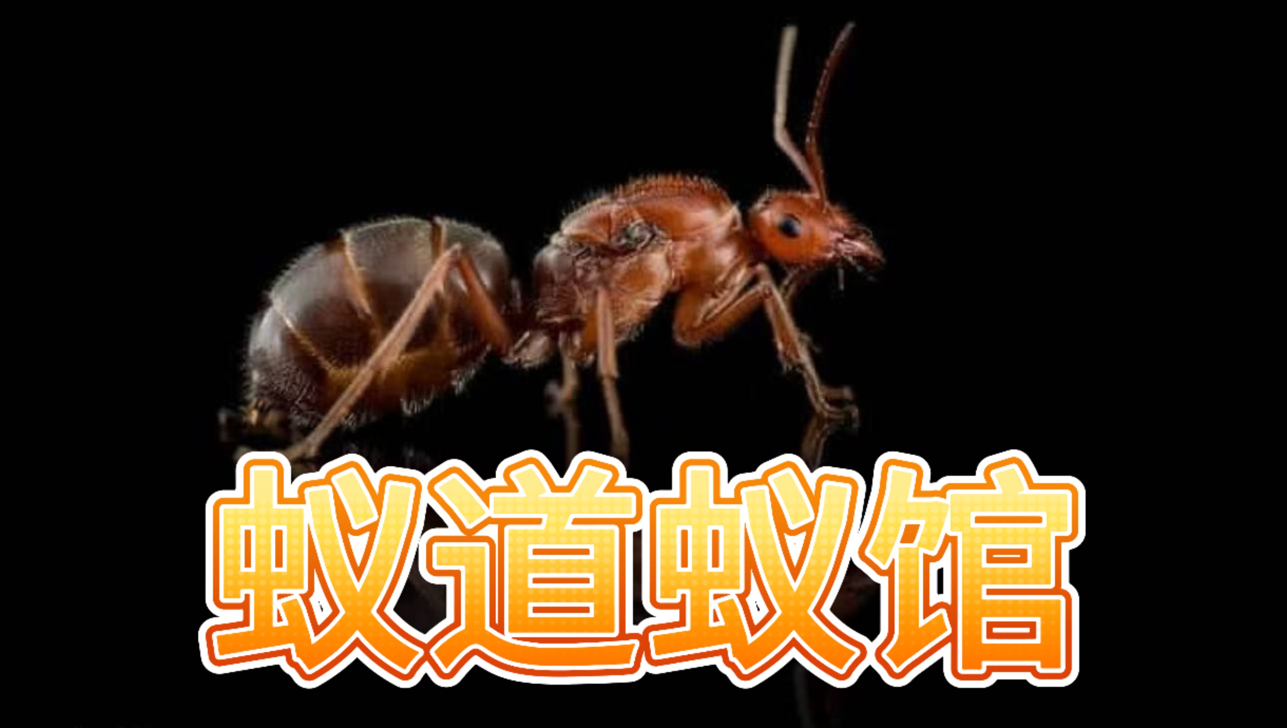 你还在为寻找可靠的蜜罐蚁小群而头疼吗?乌黑蜜罐蚁小群现货现发,三包售后顺丰包邮,包活48小时包真!🐝-盲盒场景道具娃屋-淘宝好物网
