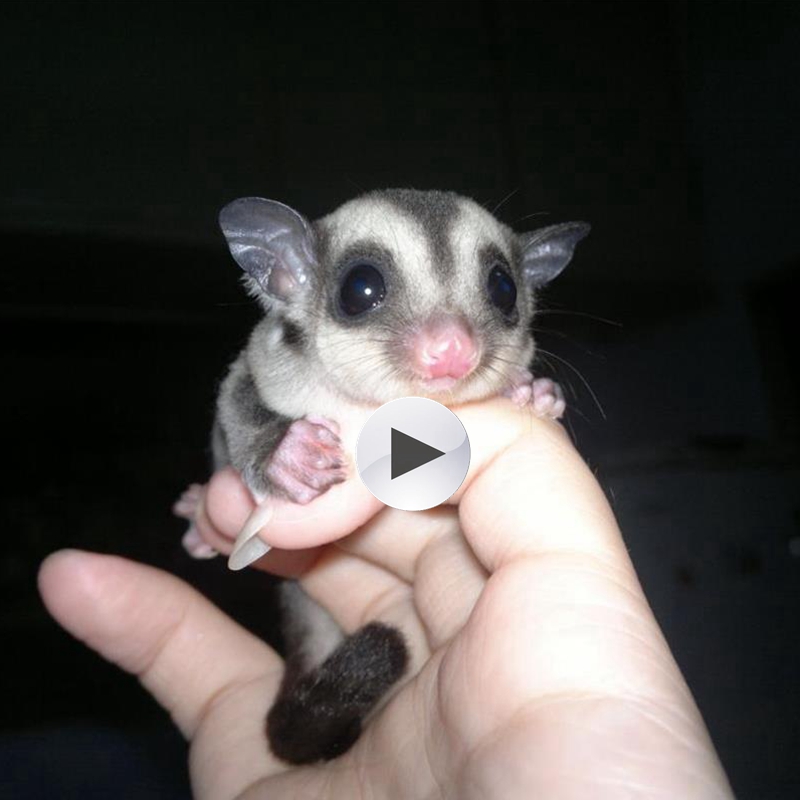 [USD 252.50] Honey bag baby live honey kangaroo exotic honey bag cub