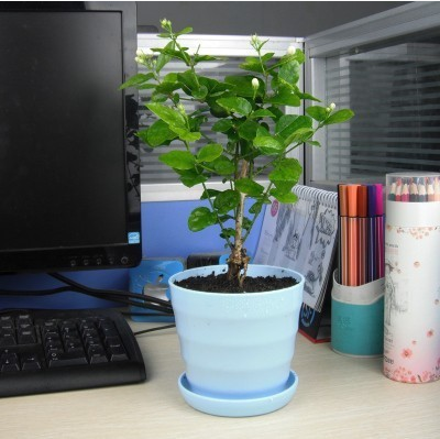 室内盆栽植物白色重瓣茉莉花苗净化空气除甲醛四季盆栽当年开花