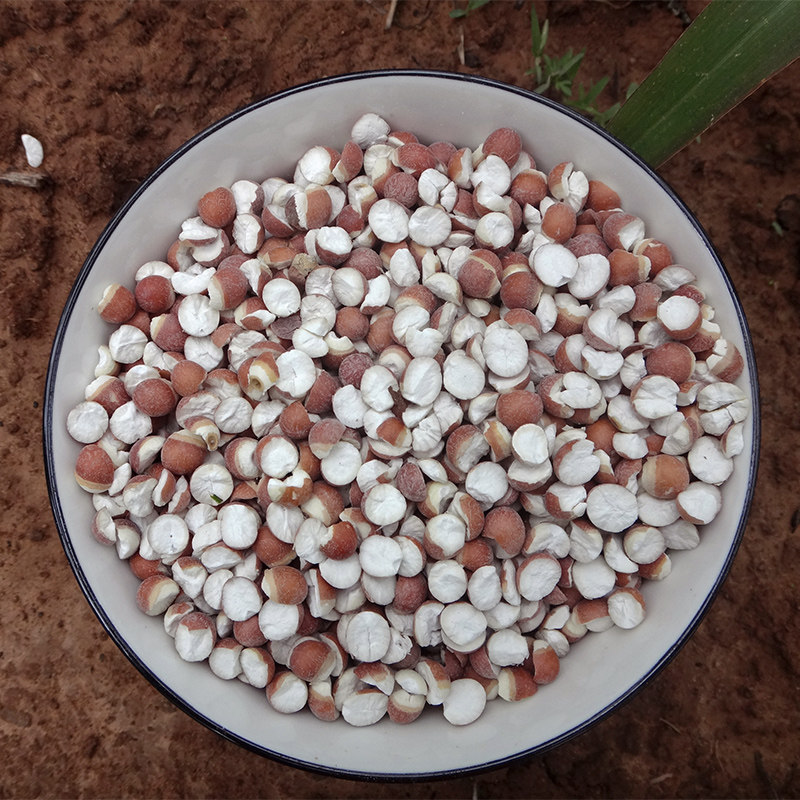 Wild Chinese herbal medicine chicken head rice 2021 fresh Gorgon dry goods 500g owed real new goods Zhaoqing half open special