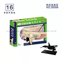 Hong Kong 4D MASTER Mô hình giải phẫu động vật lắp ráp tĩnh Cá voi động vật biển 26099 do choi cho be