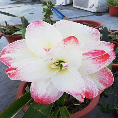 三利花缘进口朱顶红单瓣母本重瓣父本杂交苗会出现新品种花色包邮