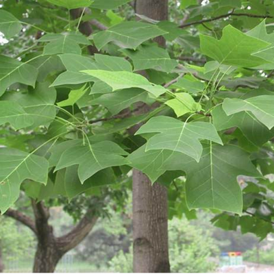 Courtyard Road Greening Miao Mandarin Vest Wood Slim Fry with wood saplings Double floating trees Goose Palm ferling saplings