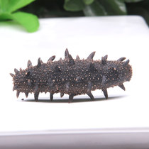 Yuqintang Dalian sea cucumber dry goods Dry Dry sea cucumber flagship store wild bulk Liaoning pregnant women 50 grams sea Sanliao ginseng