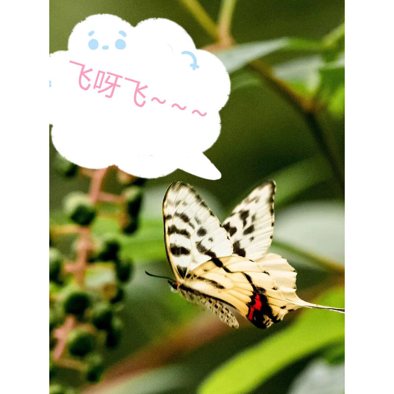 Internet-Famous Butterfly Chrysalis, Real Butterfly Chrysalis, Metamorphosis Tool, Children's Butterfly Science, Various Types of Butterfly Metamorphosis, Butterfly Pets Internet-Famous Butterfly Chrysalis, Real Butterfly Chrysalis, Metamorphosis Tool, Children's Butterfly Science, Various Types of Butterfly Metamorphosis, Butterfly Pets