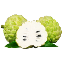 Thailands big-eye Sakyamuni fruit 5 pounds in season custard apple pineapple milk Buddhas head Mani old tree big fruit SF 3