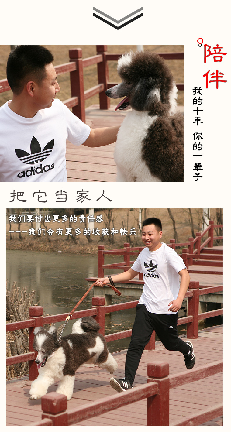 Giáo sư chó 7,5 kg thức ăn tự chế chó thức ăn cho chó trưởng thành chó con bán ướt thức ăn cho chó Labrador Jin Mao Satsuma - Gói Singular hạt anf