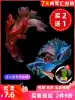 Thai Betta Merlion King Half Moon Female Betta Ornamental fish Tropical Fish Live pet Freshwater fish tank
