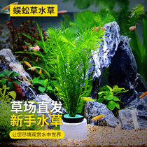  Fish tank landscaping rear view Real aquatic plants living ecological bottle centipede grass tank decorative golden fish algae plants have stems