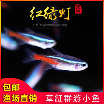 Traffic light fish live small lamp fish live tropical ornamental fish Freshwater fish Green lotus lamp group swimming grass tank