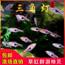  Triangle lamp family fish live Golden Triangle lamp grass tank Small tropical lamp family ornamental triangle fish Purple orchid small triangle