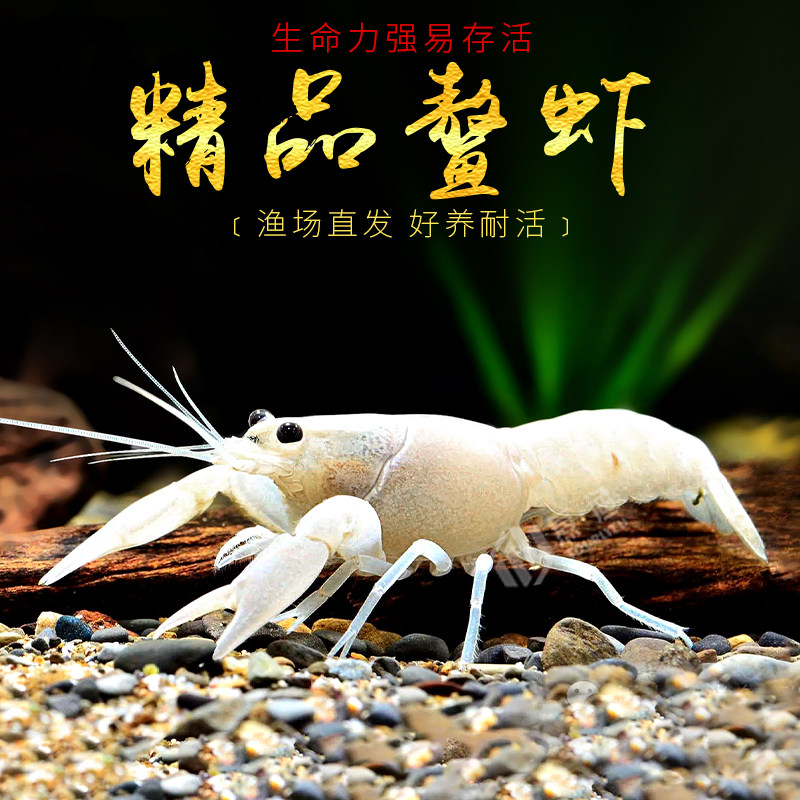 火山原生天空蓝魔虾：冷水耐活的宠物虾新宠！✨