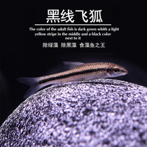  Black line flying fox First line flying fox aquatic tank in addition to black hair algae in addition to moss Powerful algae removal king tool fish tropical living body