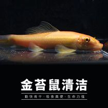  Golden moss rat fish live freshwater tropical ornamental fish scavenger sucker fish tank cleaning tool fish algae benthic removal