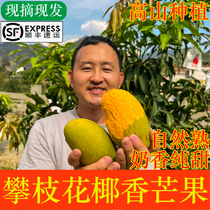 Freshly picked old tree Panzhihua coconut-flavored mango fresh from the tree naturally 9 mature shipped in season egg mango