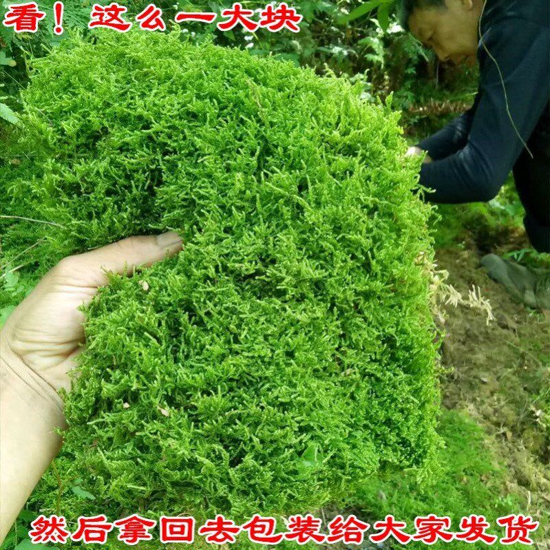 Moss blossoming moss water stone plant rockery grass water-absorbing stone moss seed bonsai flower pot pavement
