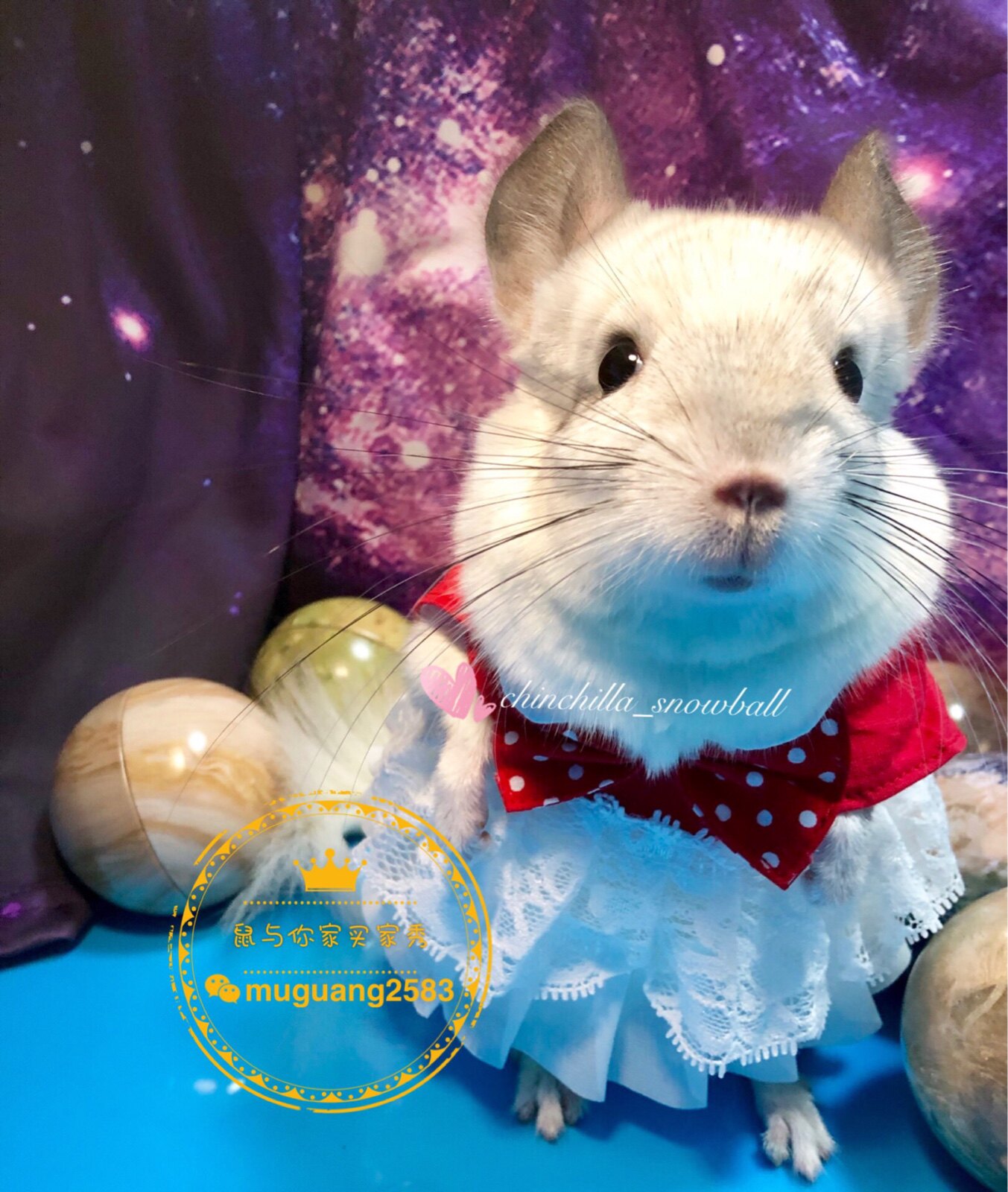 Squirrel Dragon Cat Black Tail Earth Poking Rat Selling Cute Photos Small Dresses Slim Dresses Dresses Red Dresses