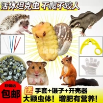 Pet pine flying squirrel honey grossom branch hedgehog fat high nutrition live tank worm Poplar hot pepper snack