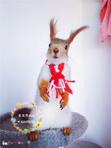 (Mouse and you) small pet bib photo decoration selling cute small supplies squirrel guinea pig pet Marten available