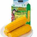 辰旭稼禾！3小时极速锁鲜东北黄糯玉米10支