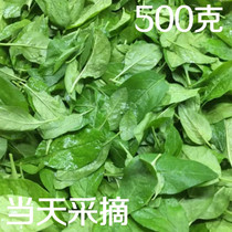 Lycium barbarum leaves fresh edible fresh wolfberry leaves whole leaves 500 grams of vegetables