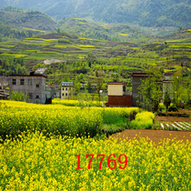 Anchor live broadcast background cloth Douyin Kuaishou shooting video photography wallpaper exterior scenery rapeseed 3D stereoscopic background