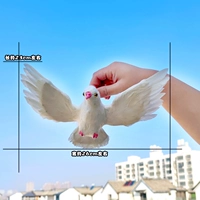 Трубный летающий голубь — розовый рот и ноги