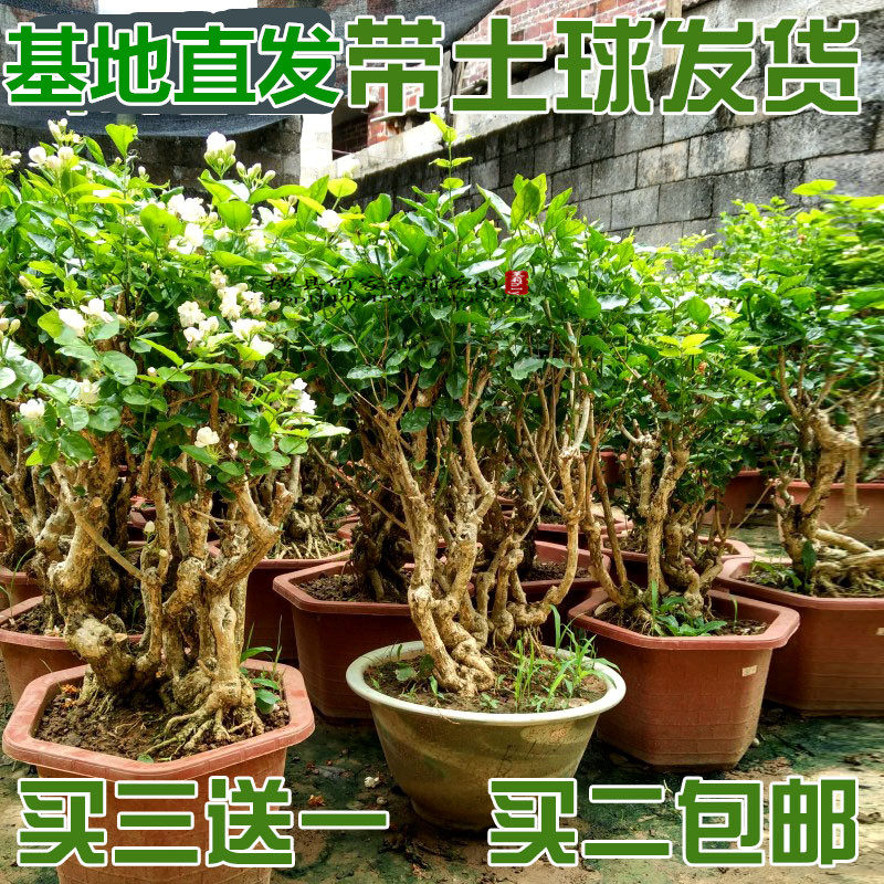 限时满百减十横县双重瓣茉莉花苗茉莉花盆栽盆景盆栽花卉香味室内