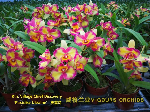 探寻热带天堂:马来西亚亲子纯玩团的魅力之旅