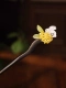 Обычный деревянный крикет Osmanthus rabbit
