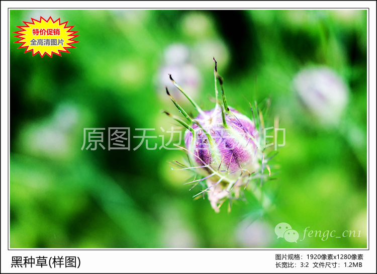 Special Price Original Photographic Work-Black Seed Grass High-definition Digital Electronic Photo Wall Paper Material Flower Micropitch