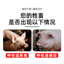 Veterinary medicine cattle sheep chicken and Poultry Veterinary fourth generation cefquinome sulfate injection piglets three injections of health care Streptococcus parasuis