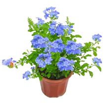 Blue snowflake potted seedlings bloom in all seasons and climb vines indoor and outdoor balcony courtyard flowers and green plants high temperature resistant large plate