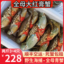 Sanmen wild blue crab fresh whole female red paste female crab extra large extra large butter crab Guangzhou 2 pounds 3-4 pieces