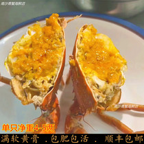 Butter Amazing Crab Full Yellow Female Crab Nansha Fresh Seafood Extra Large Blue Crab Full of Yellow Minimum of 3 pieces