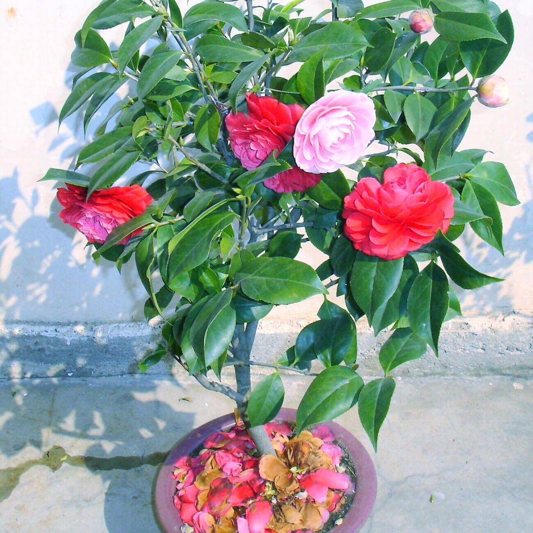 茶花盆栽四季山茶花樹苗室內庭院耐冬花卉觀花植物客廳開花不斷花