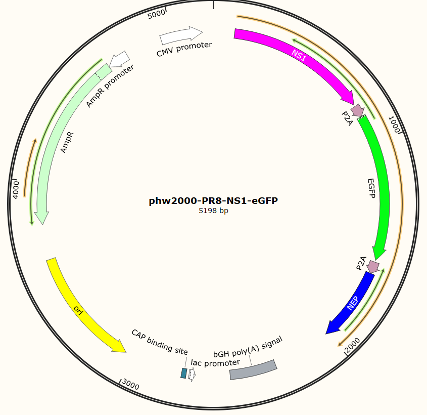 phw2000-PR8-NS1-eGFP