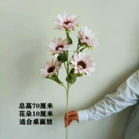 70 Gaussia 5 Sun Clound Pink