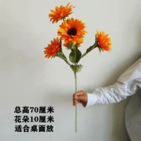 70 Gaussia 5 Sunflower Orange