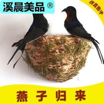 Wall decoration pendant simulated swallow spring decoration home decoration simulated birds nest birds nest birds nest
