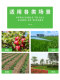 Gasoline High-Pressure Pesticide Sprayer Four-Stroke Pump Backpack Fruit Tree Spraying Powder Spraying Fertilization Agricultural Disinfection Sprayer